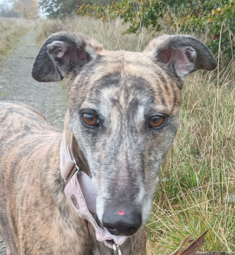 New dog listed for rescue at the Dumfries and Cumbria Greyhound Rescue - Pixie