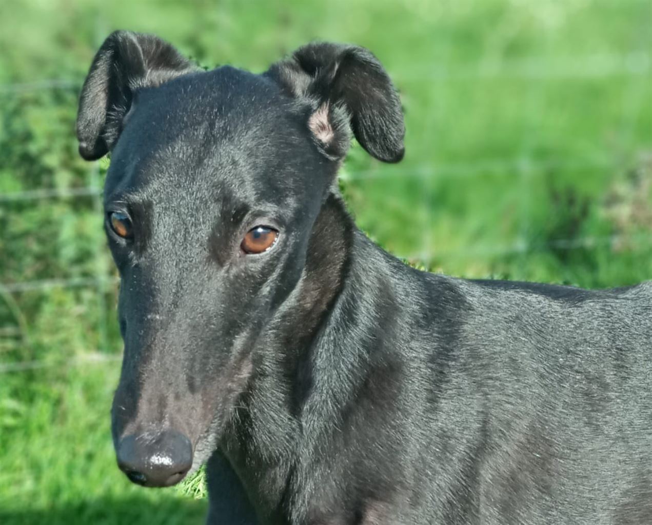 Pet Image