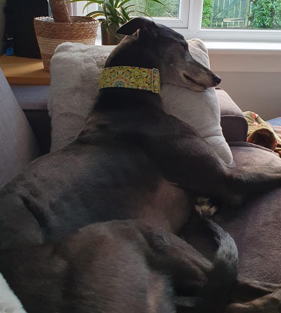 New dog listed for rescue at the Dumfries and Cumbria Greyhound Rescue - Shannon