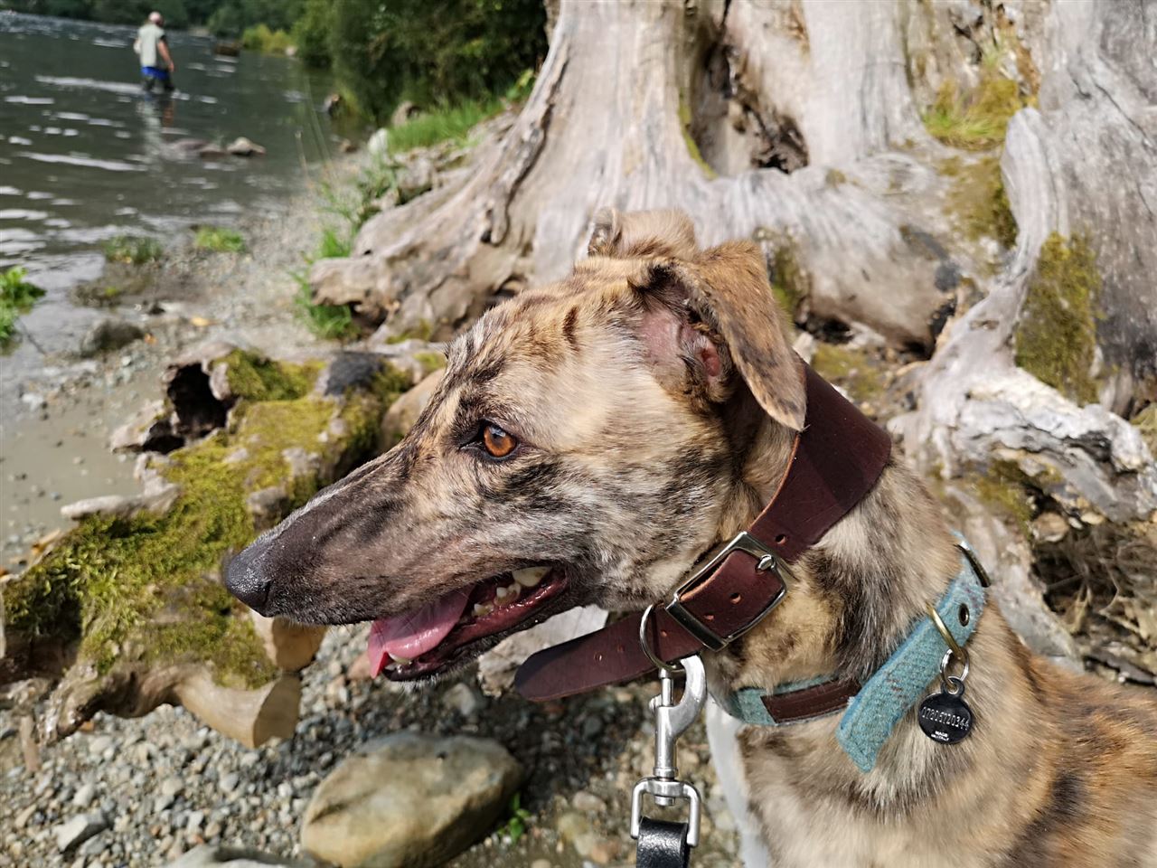 Pet Image