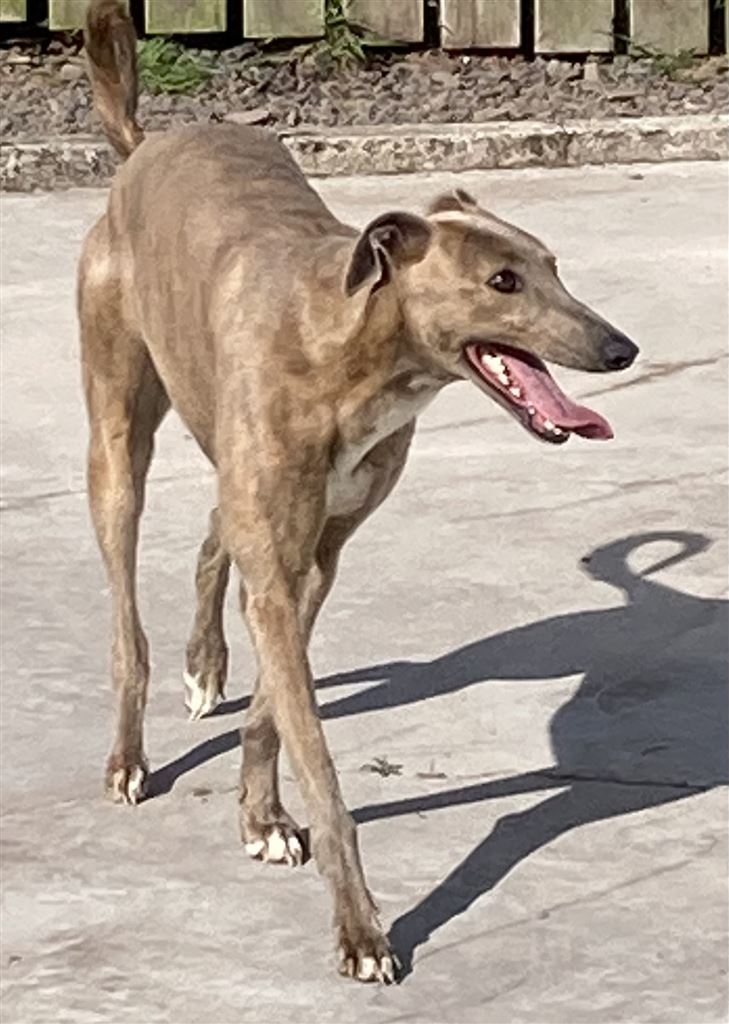 Pet Image