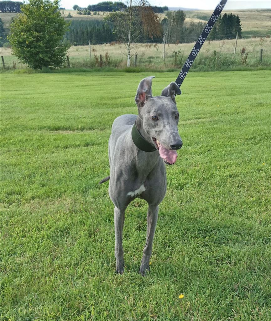 Pet Image