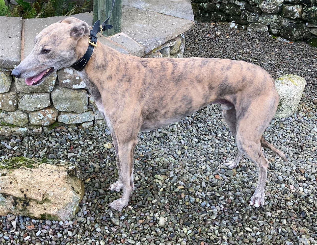 Pet Image