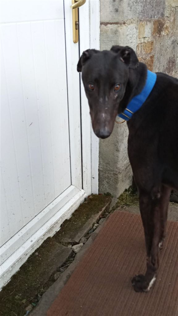 New dog listed for rescue at the Dumfries and Cumbria Greyhound Rescue  - Bobby