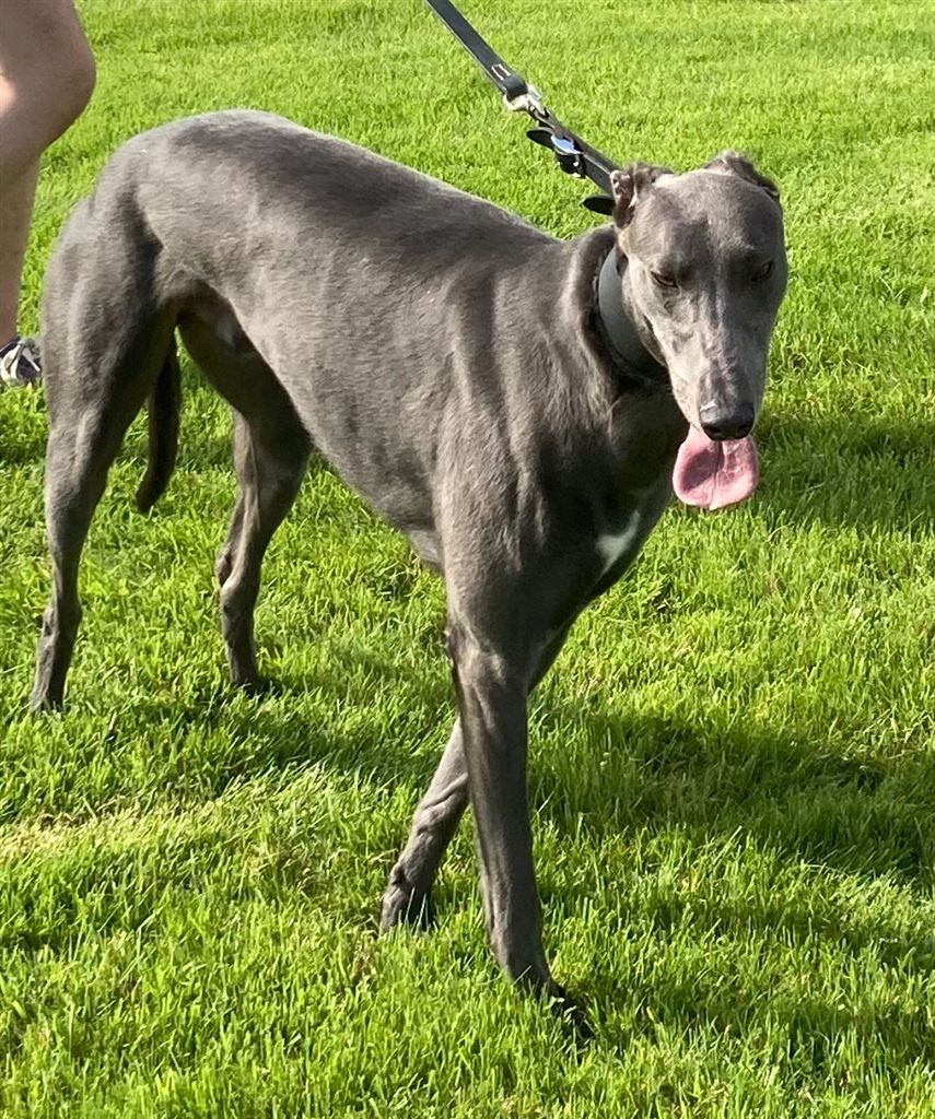 Pet Image