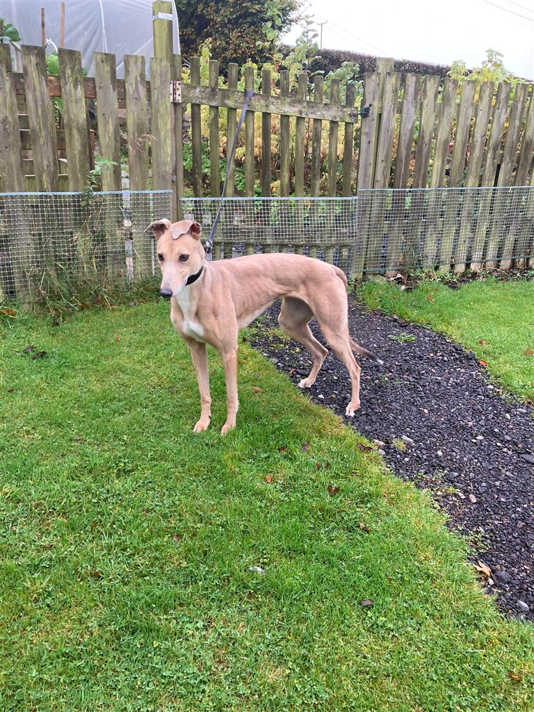 Missy at the Dumfries and Cumbria Greyhound Rescue needs a new home