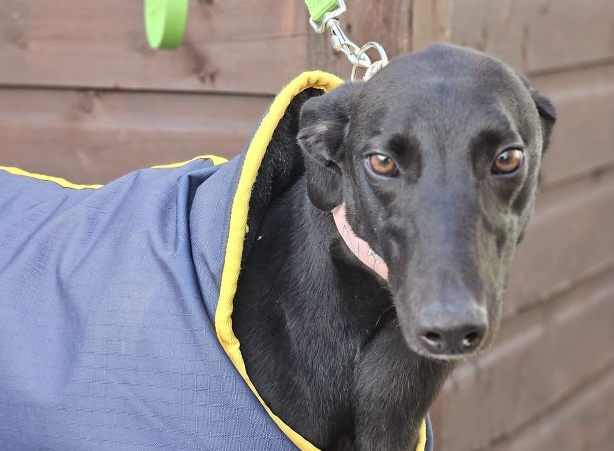 New dog listed for rescue at the Dumfries and Cumbria Greyhound Rescue - Blossom