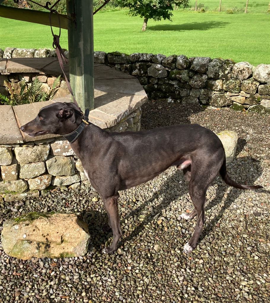 Pet Image