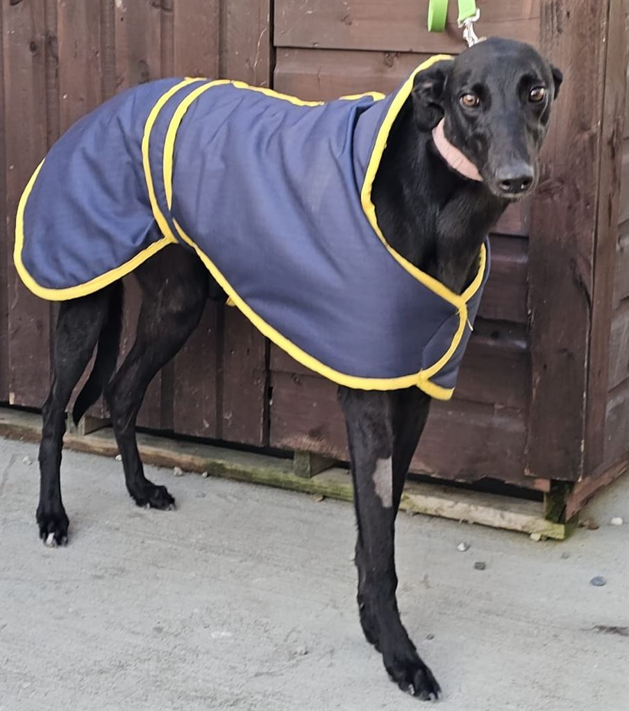 Pet Image
