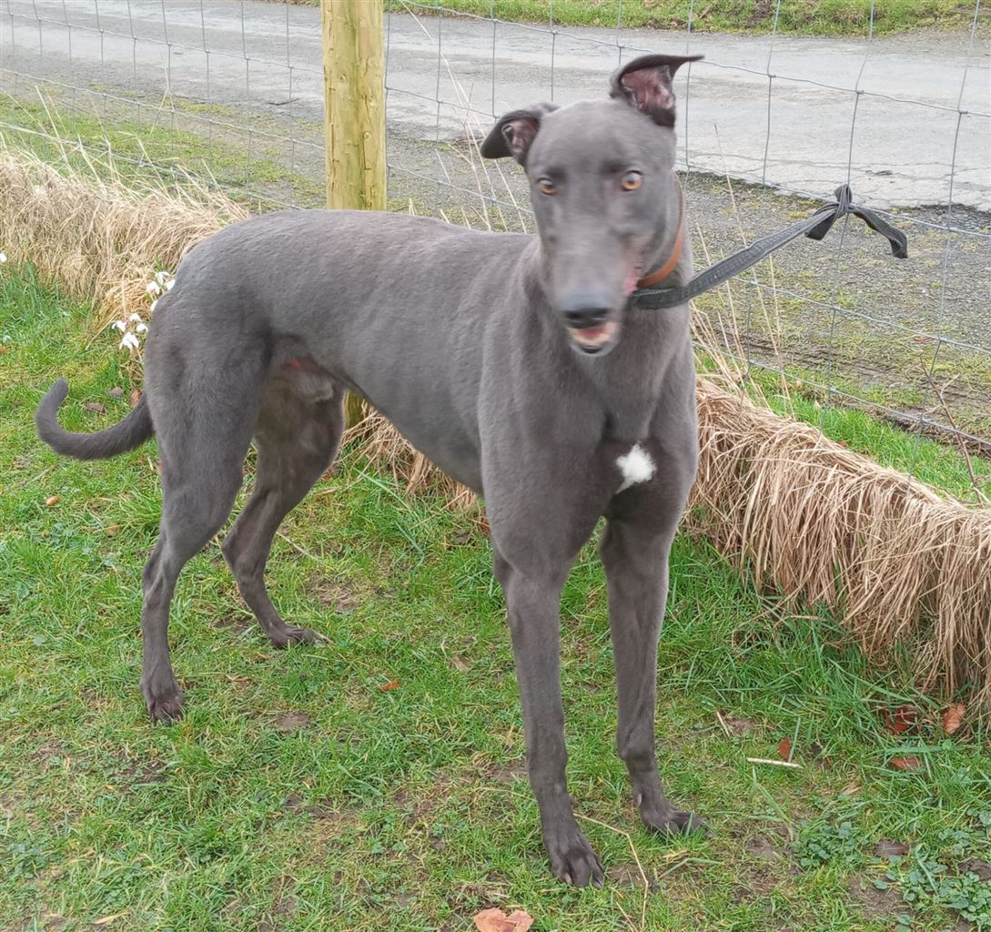 New dog listed for rescue at the Dumfries and Cumbria Greyhound Rescue  - Hughie