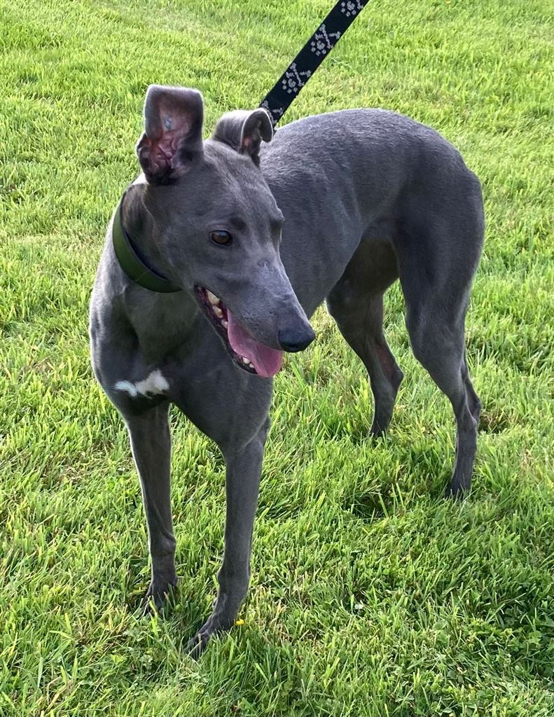 Pet Image