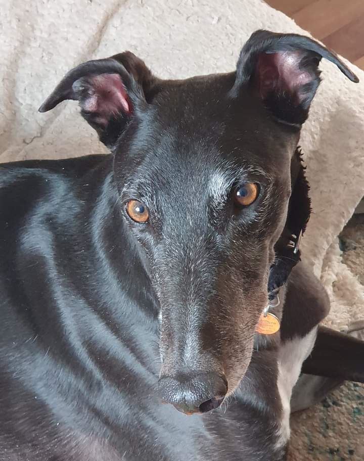 New dog listed for rescue at the Dumfries and Cumbria Greyhound Rescue  - Finn