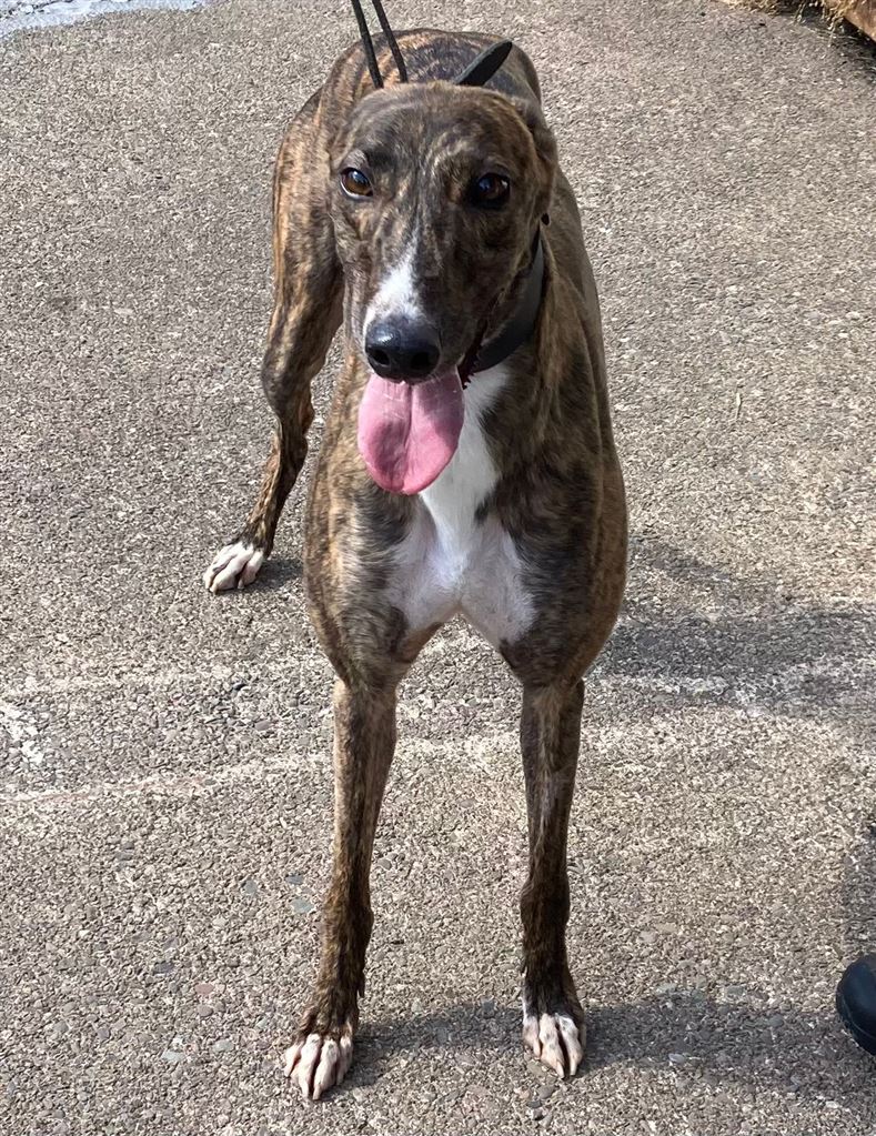 New dog listed for rescue at the Dumfries and Cumbria Greyhound Rescue - Betsy