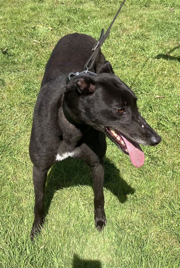 New dog listed for rescue at the Dumfries and Cumbria Greyhound Rescue  - Rose