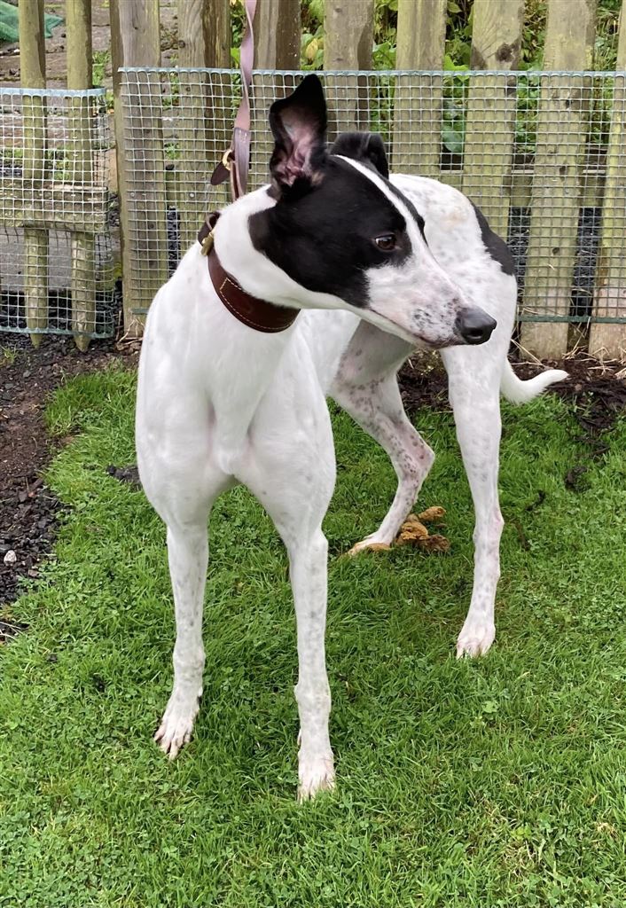 Layla at the Dumfries and Cumbria Greyhound Rescue needs a new home
