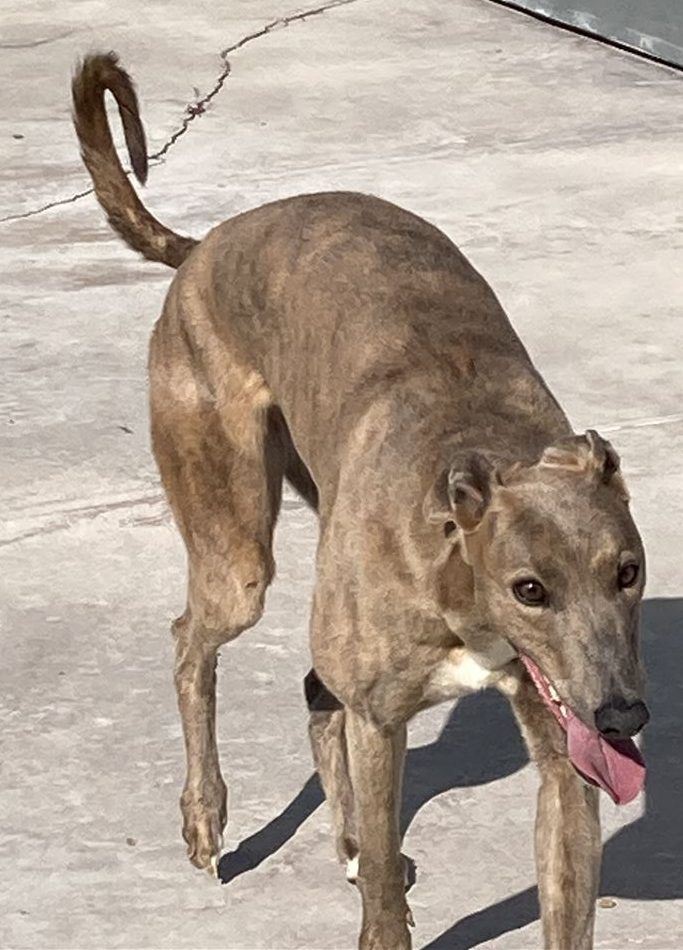 Pet Image