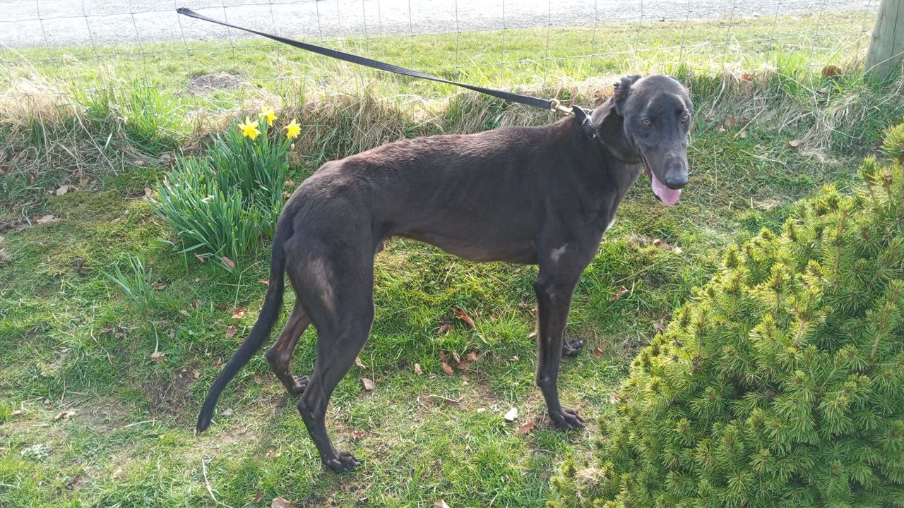 New dog listed for rescue at the Dumfries and Cumbria Greyhound Rescue  - Dan