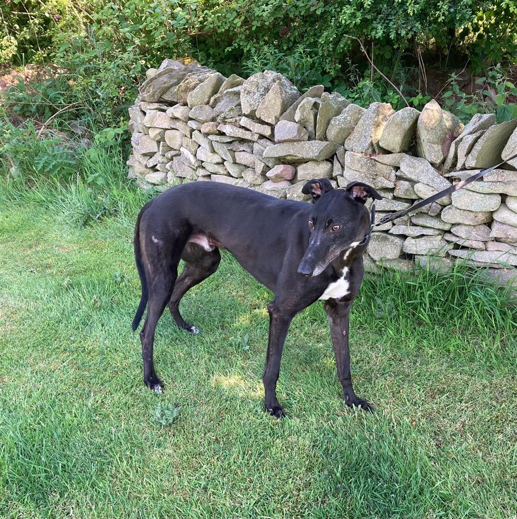 Pet Image