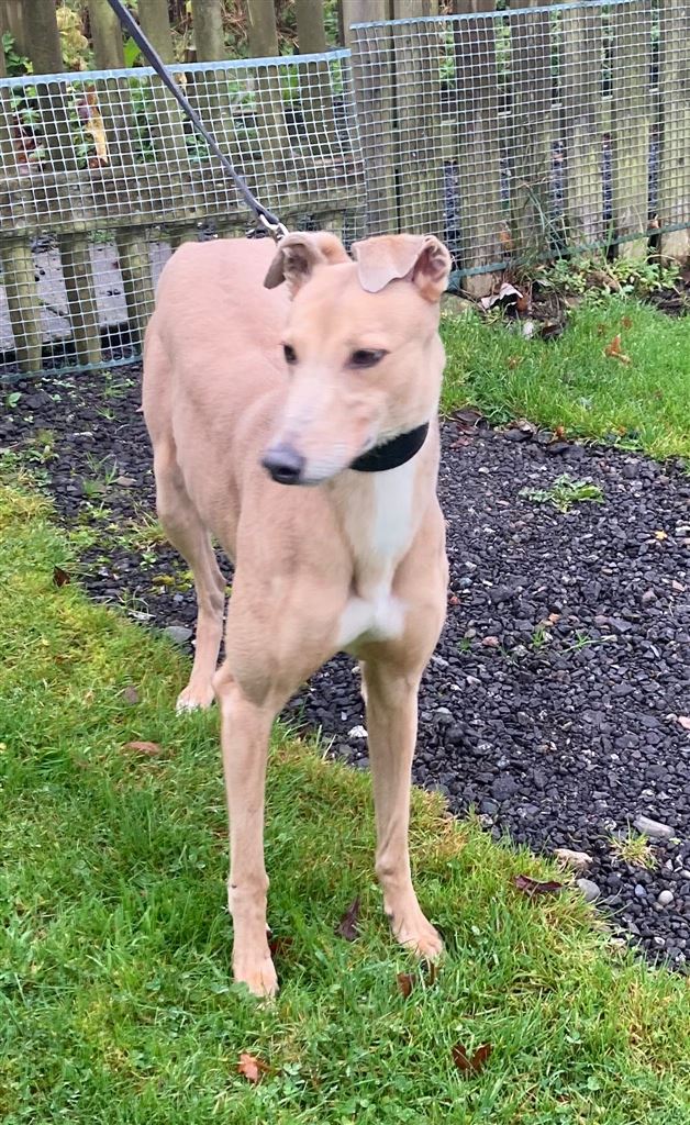 Missy at the Dumfries and Cumbria Greyhound Rescue needs a new home