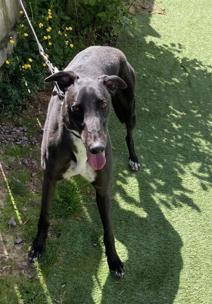 New dog listed for rescue at the Dumfries and Cumbria Greyhound Rescue  - Arthur