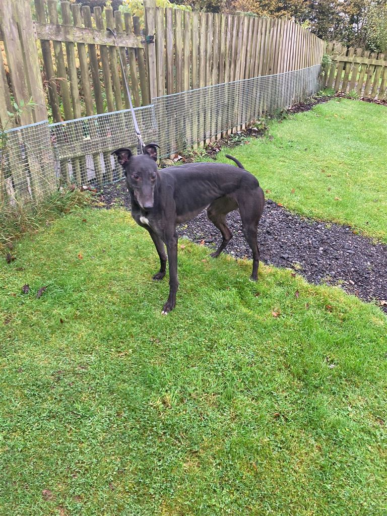 Beauty at the Dumfries and Cumbria Greyhound Rescue needs a new home