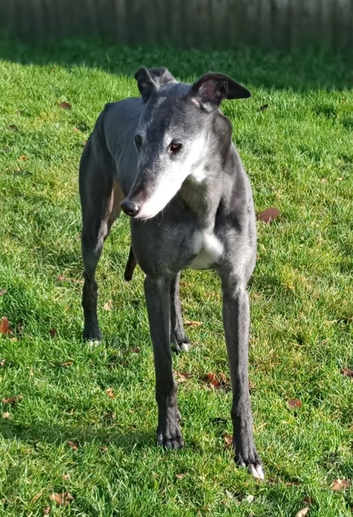 Pet Image