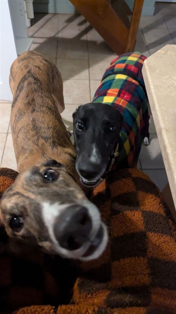 Pet Image