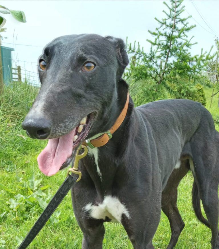 New dog listed for rescue at the Dumfries and Cumbria Greyhound Rescue  - Ollie