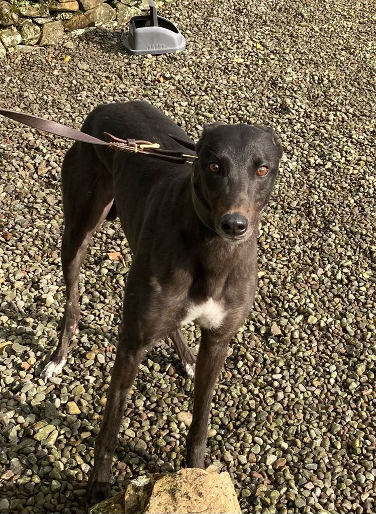 Pet Image