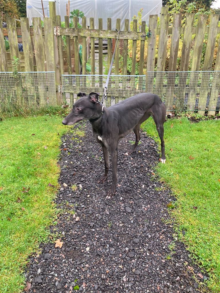 Beauty at the Dumfries and Cumbria Greyhound Rescue needs a new home