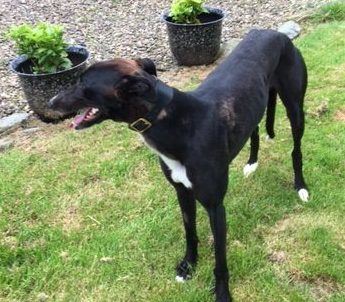 New dog listed for rescue at the Dumfries and Cumbria Greyhound Rescue  - Prim