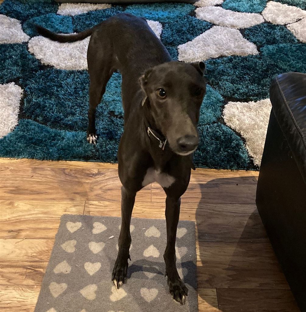New dog listed for rescue at the Dumfries and Cumbria Greyhound Rescue - Cherry