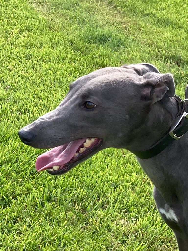 Pet Image