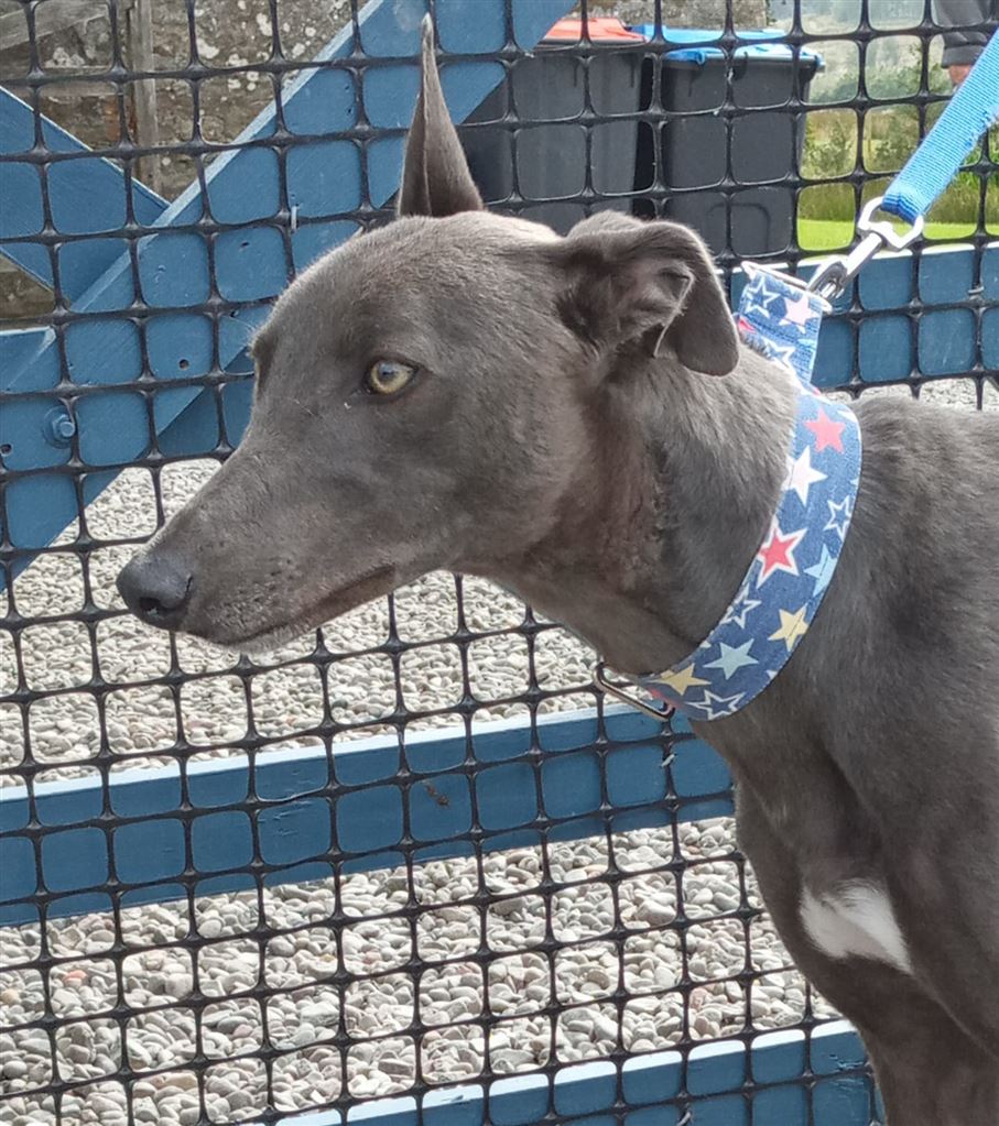 New dog listed for rescue at the Dumfries and Cumbria Greyhound Rescue - Izzy