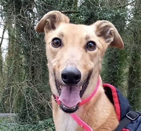New dog listed for rescue at the Dumfries and Cumbria Greyhound Rescue  - Ceecee