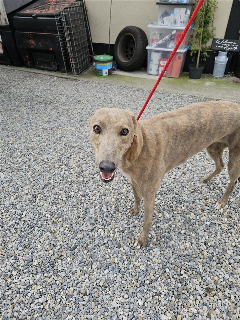 New dog listed for rescue at the Dumfries and Cumbria Greyhound Rescue  - Layla