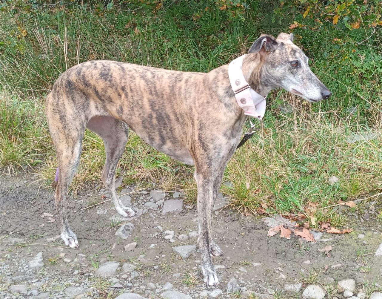 Pet Image