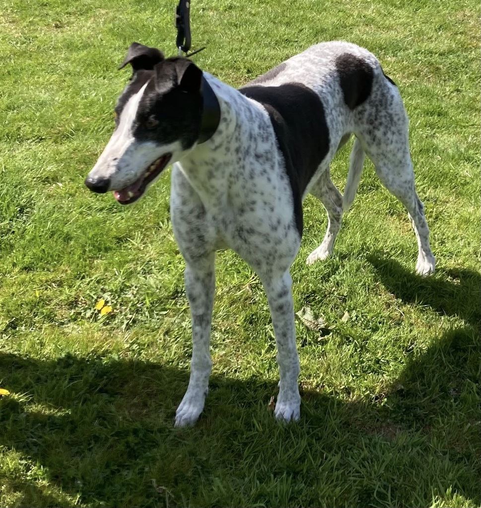 New dog listed for rescue at the Dumfries and Cumbria Greyhound Rescue  - Rocky