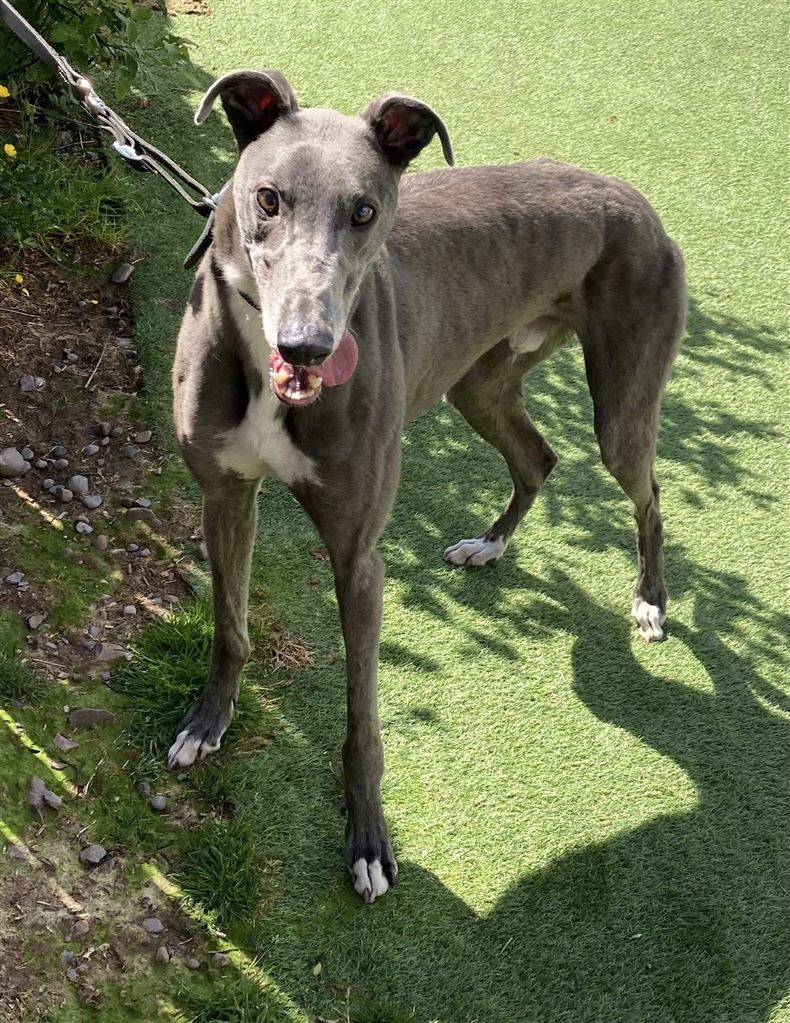 New dog listed for rescue at the Dumfries and Cumbria Greyhound Rescue  - Jay