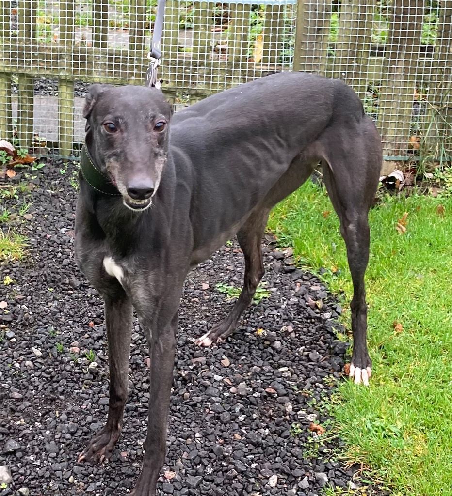 Beauty at the Dumfries and Cumbria Greyhound Rescue needs a new home