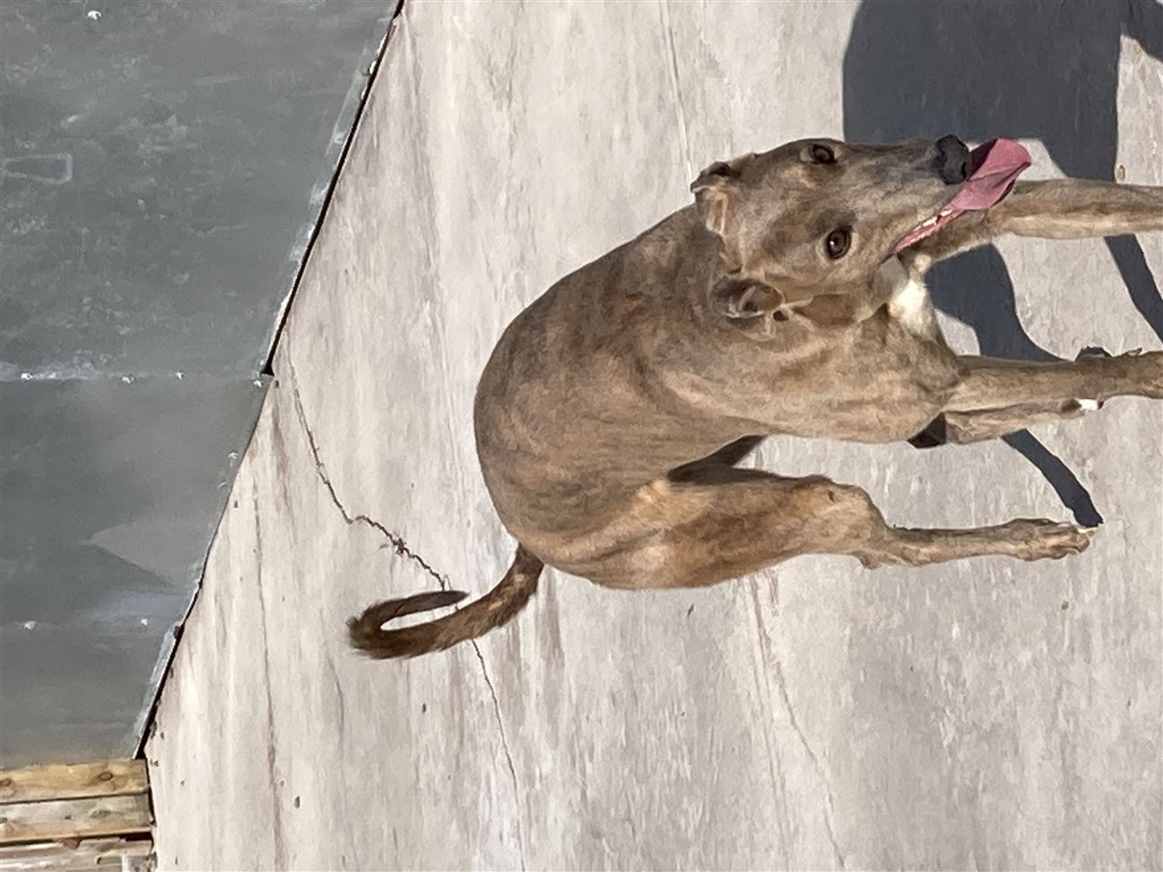 Pet Image