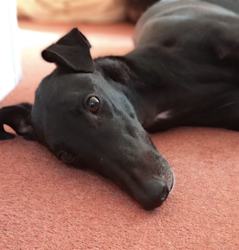 Pet Image