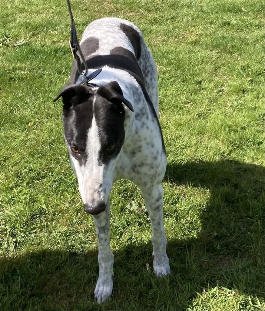 Pet Image