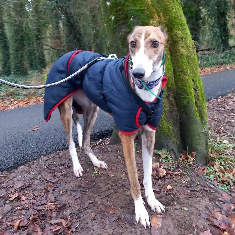 New dog listed for rescue at the Dumfries and Cumbria Greyhound Rescue  - Mabel
