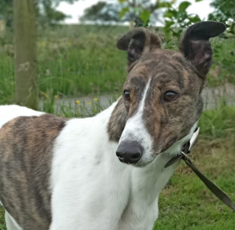 New dog listed for rescue at the Dumfries and Cumbria Greyhound Rescue  - Jager