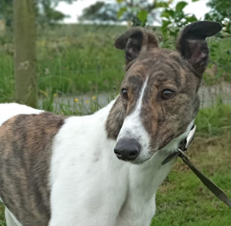 New dog listed for rescue at the Dumfries and Cumbria Greyhound Rescue - Jager