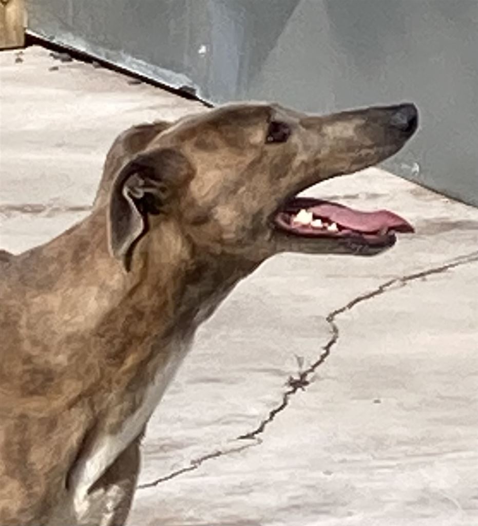 Pet Image