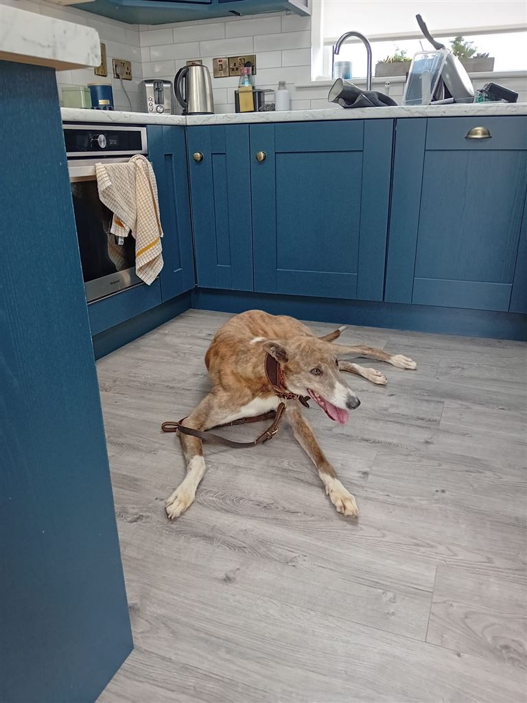 Pet Image