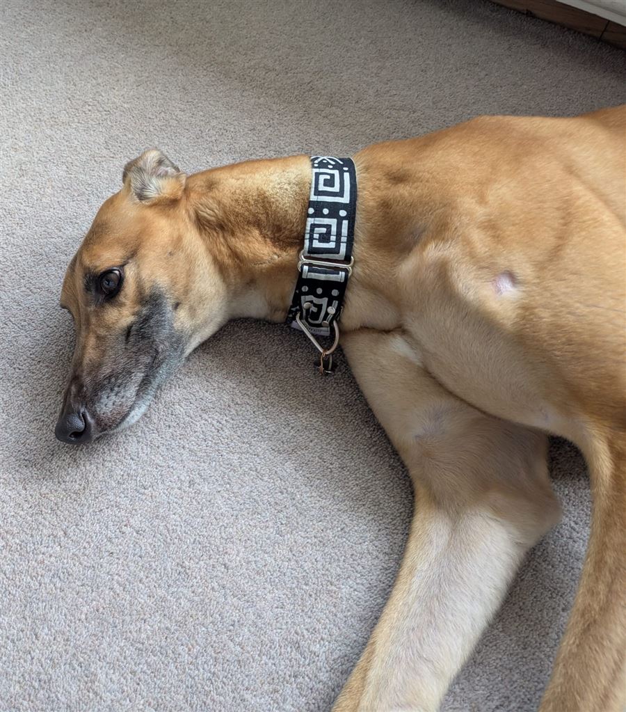 Pet Image