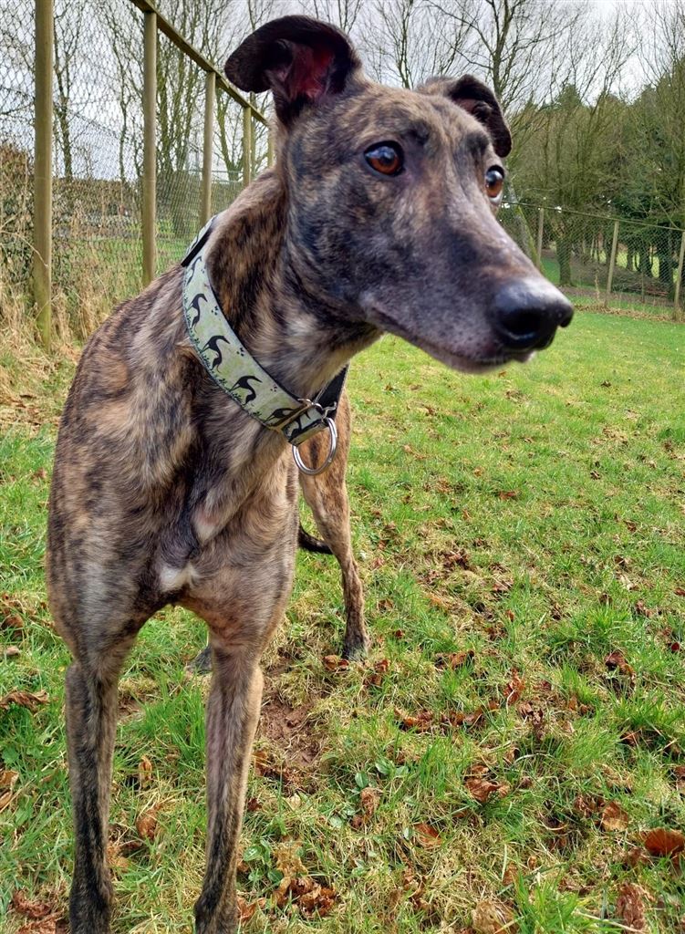 New dog listed for rescue at the Dumfries and Cumbria Greyhound Rescue  - Regan